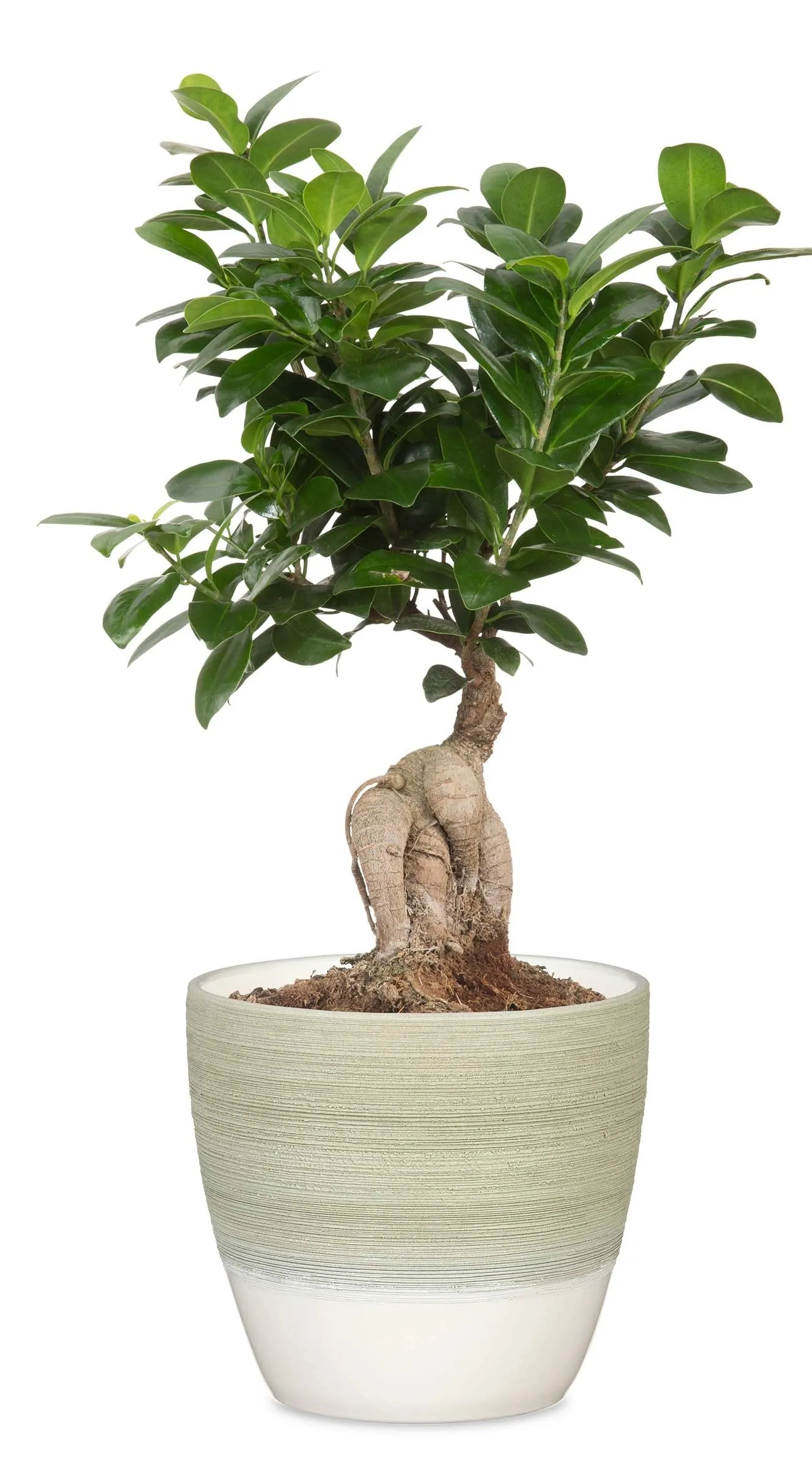 Coprivaso in ceramica Scheurich Verde crema Ø 11 x H 9 cm