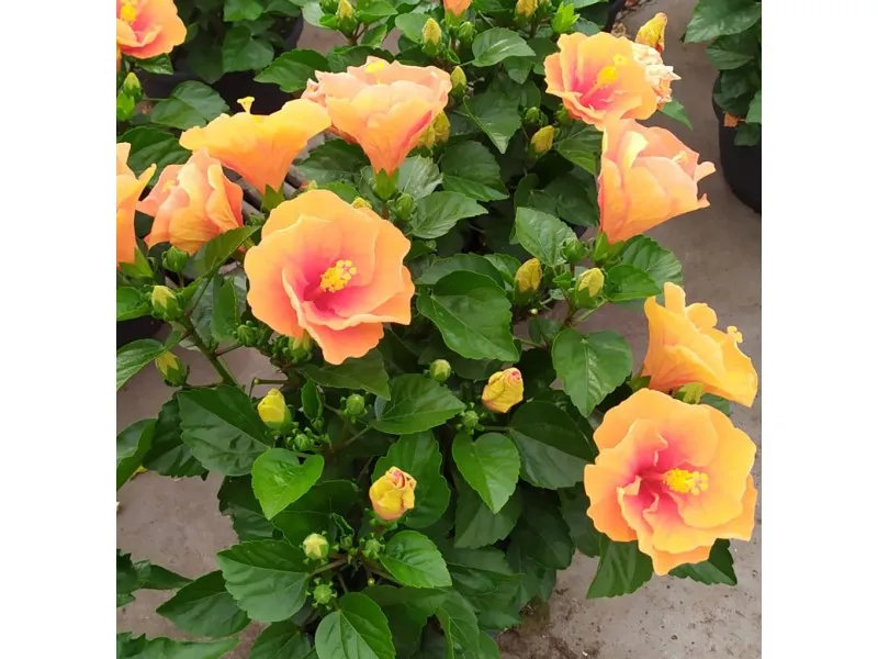 Hibiscus in ciotola Ø cm 25