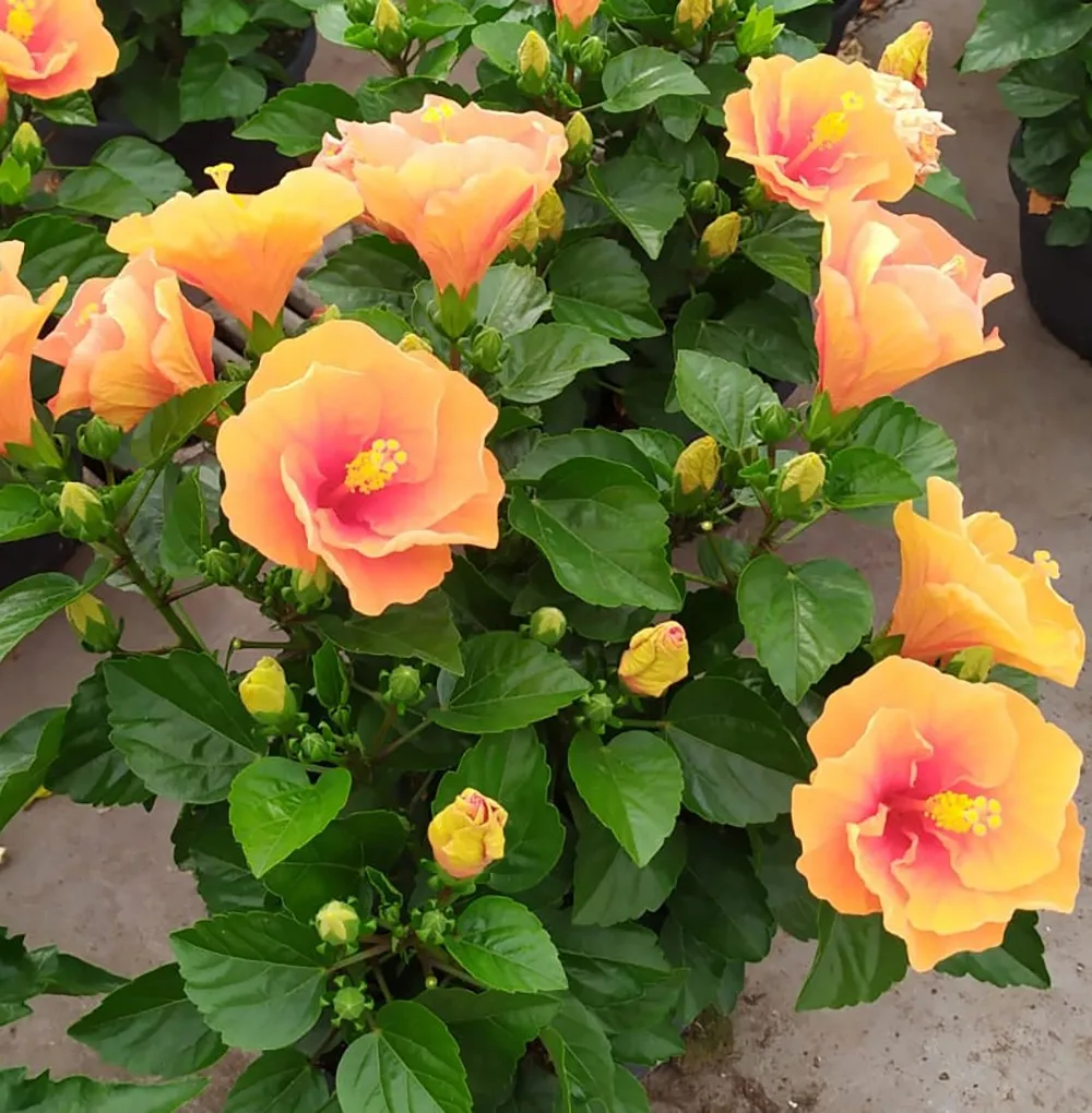 Hibiscus in ciotola Ø cm 25